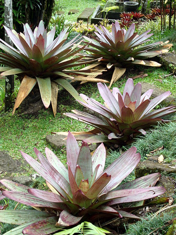 Wilson Botanical Garden TRAVEL LOGS PalmTalk